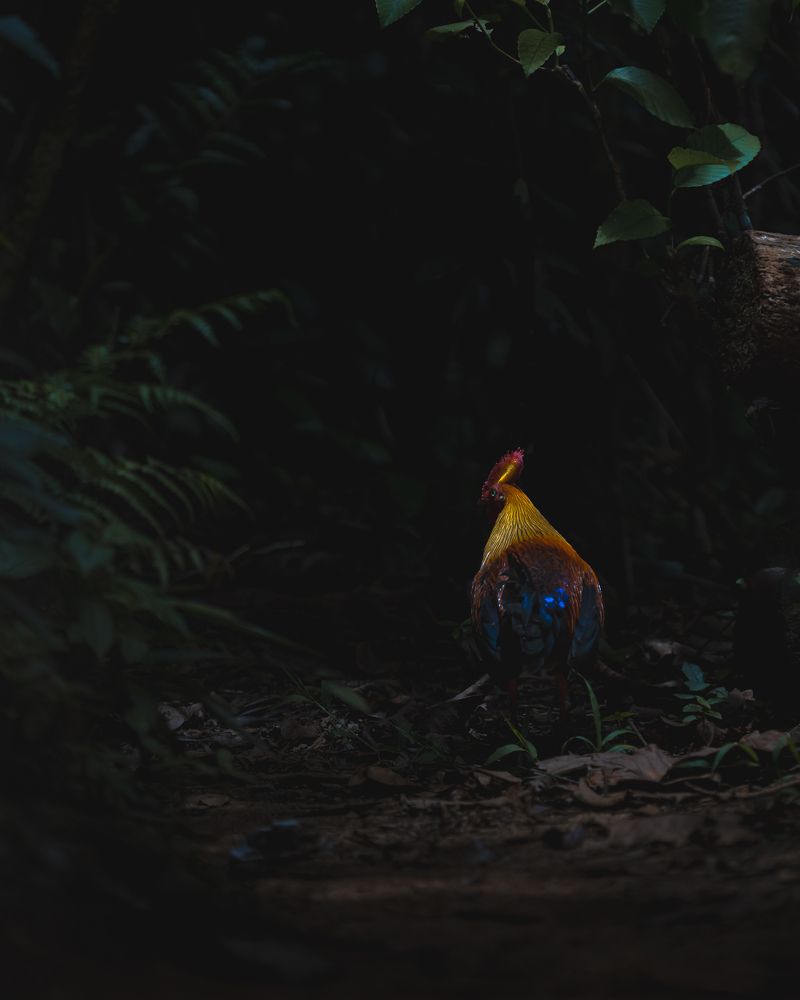 Photograph by Aminda Diyunuge