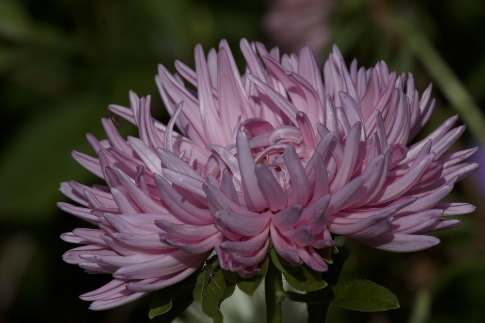 Photograph by Лариса Белашова