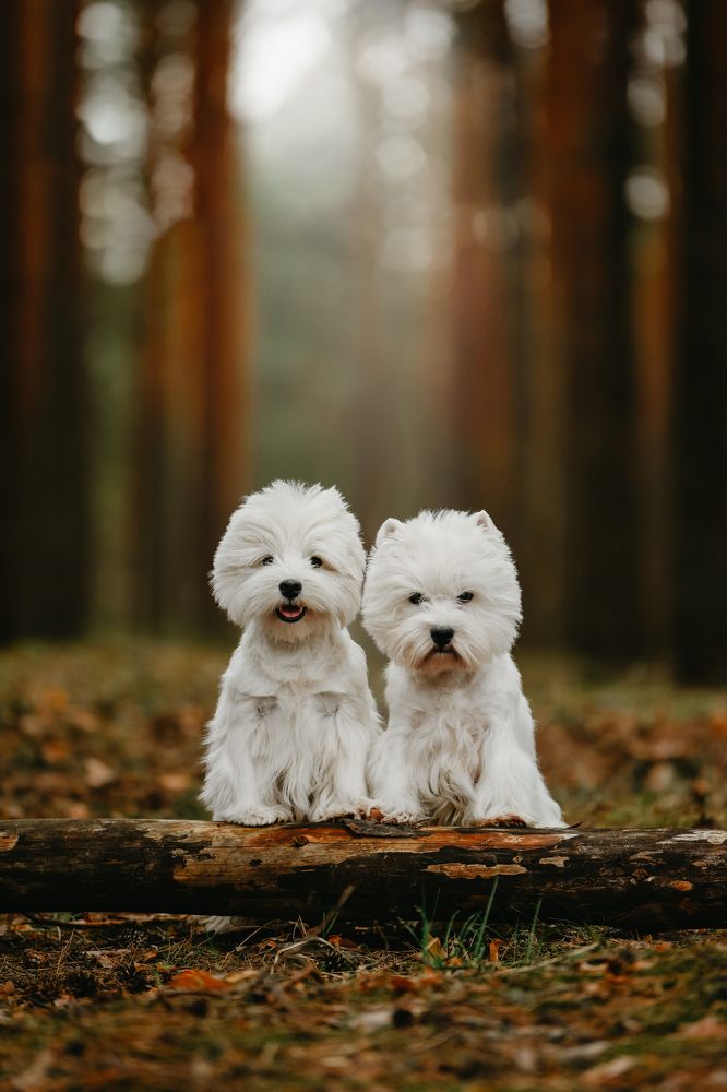 Фотография автора Алена Ковалёва