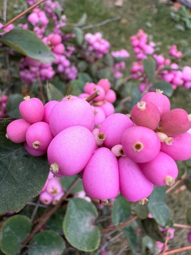 Фотография автора Виктория Зеленкова