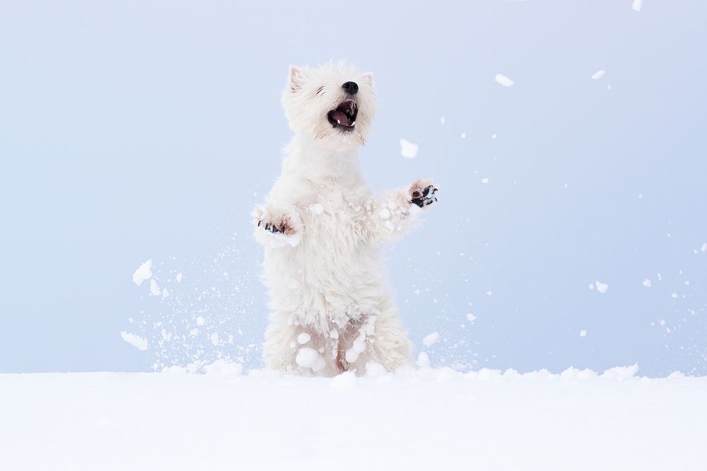 Фотография автора Алена Ковалёва