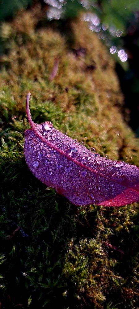 Photograph by Галина Перепечаева