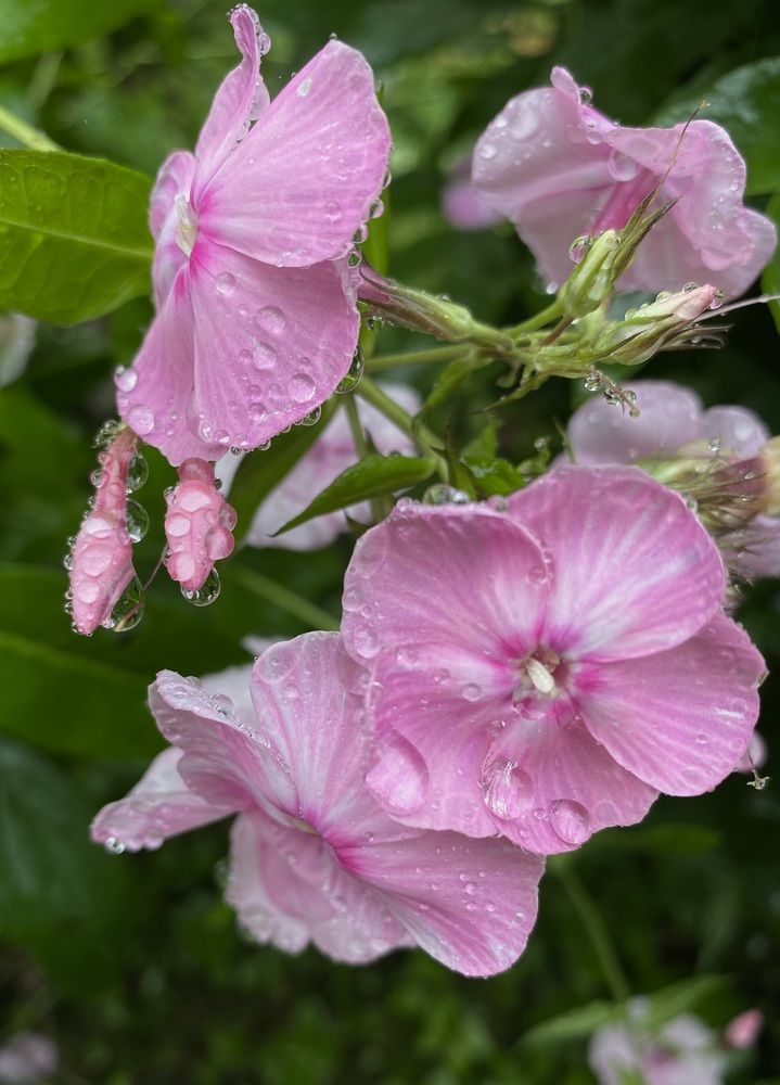 Photograph by Алиса Лукина