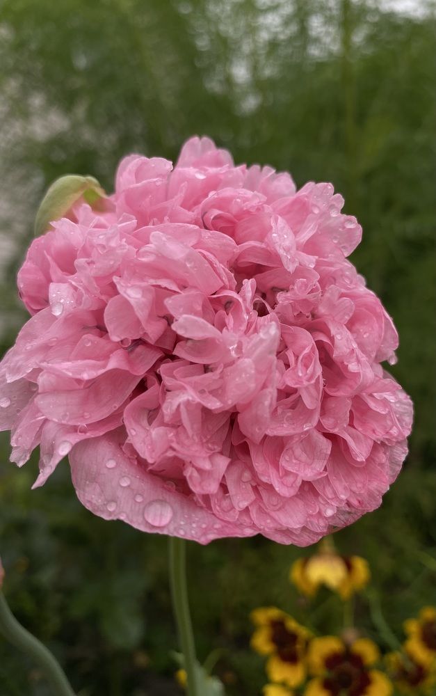 Photograph by Алиса Лукина