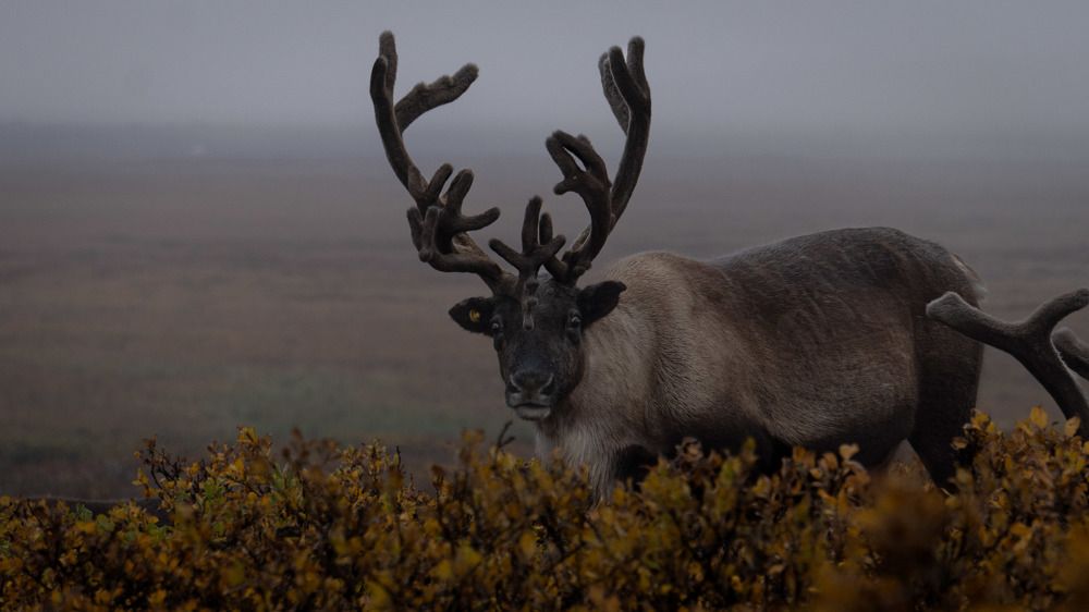 Photograph by Антон Дроздов