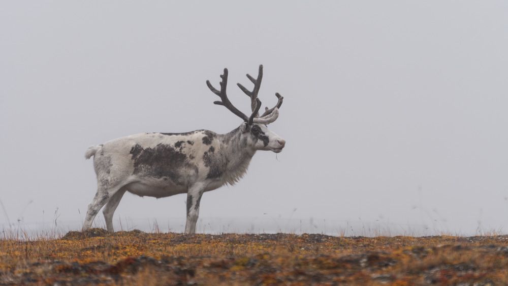 Photograph by Антон Дроздов