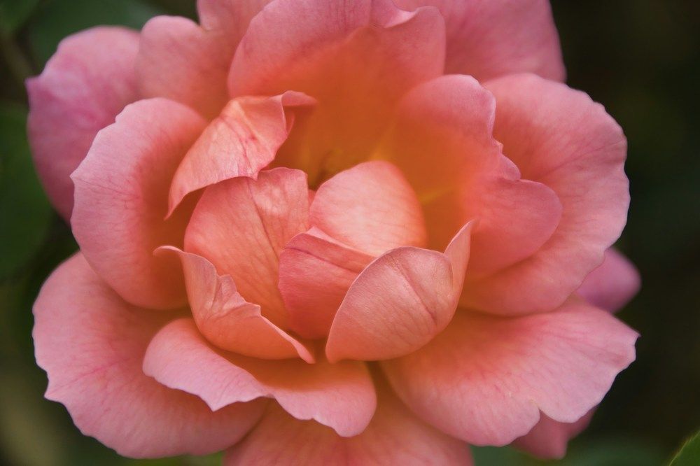 Фотография автора Georgii Eletskikh