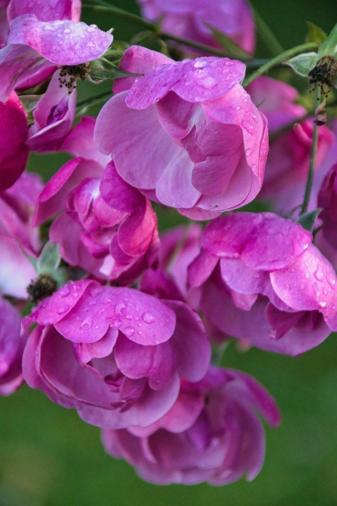 Фотография автора Georgii Eletskikh