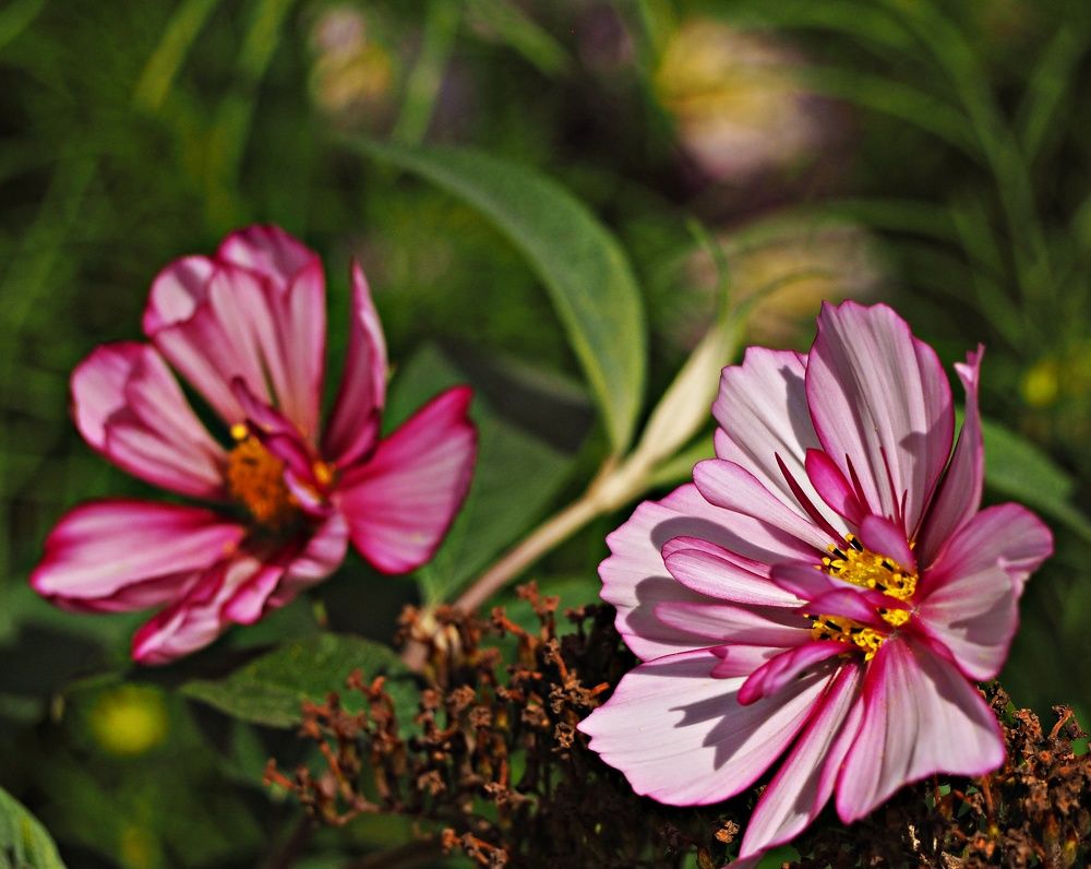 Photograph by Tatyana Markova