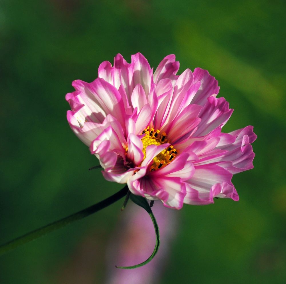 Photograph by Tatyana Markova