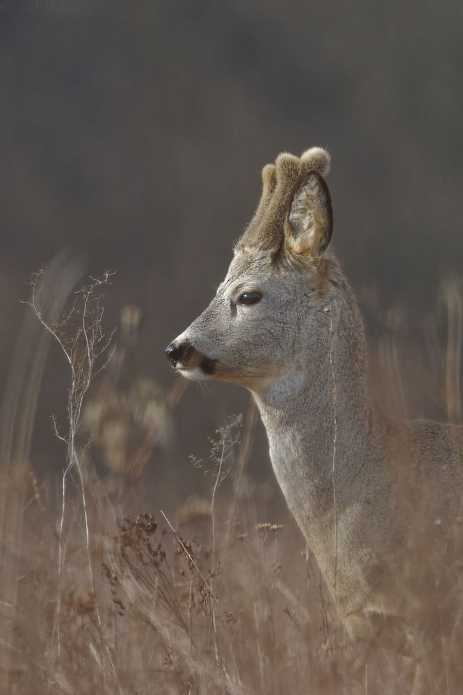 Фотография автора Jozef Mihalčin