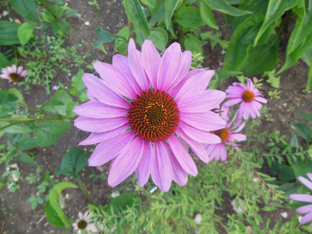 Фотография автора Клавдия Васильева