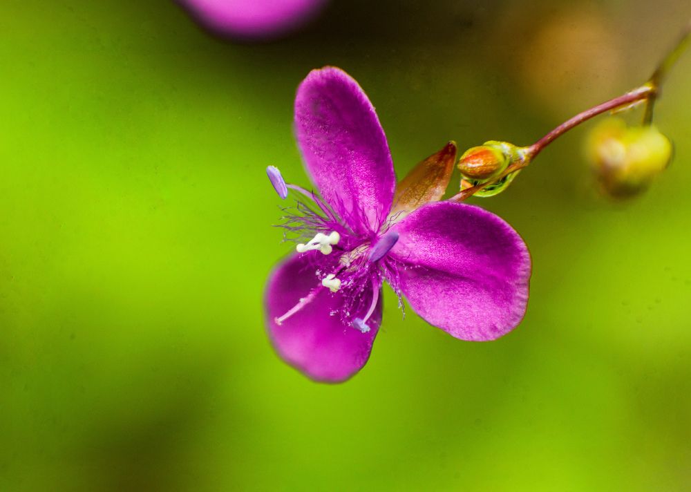 Photograph by Dewindu H. Fernando