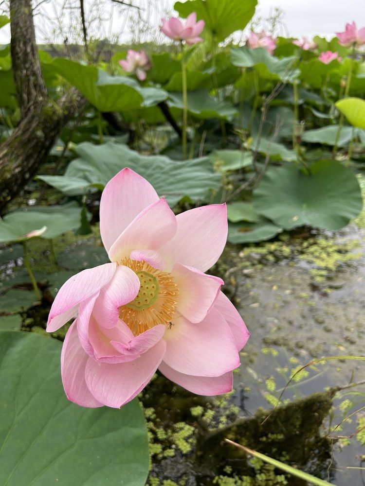 Photograph by Елена Власова