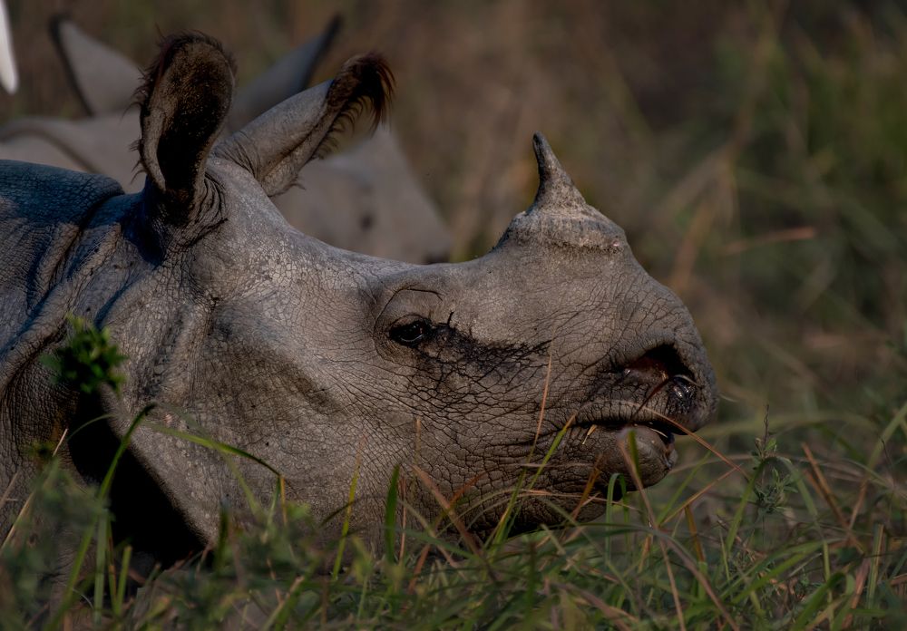 Фотография автора Grace Rani