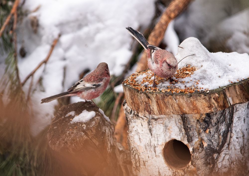 Photograph by Евгения Гловацкая
