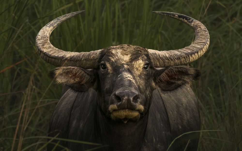 Photograph by Narayanan Iyer