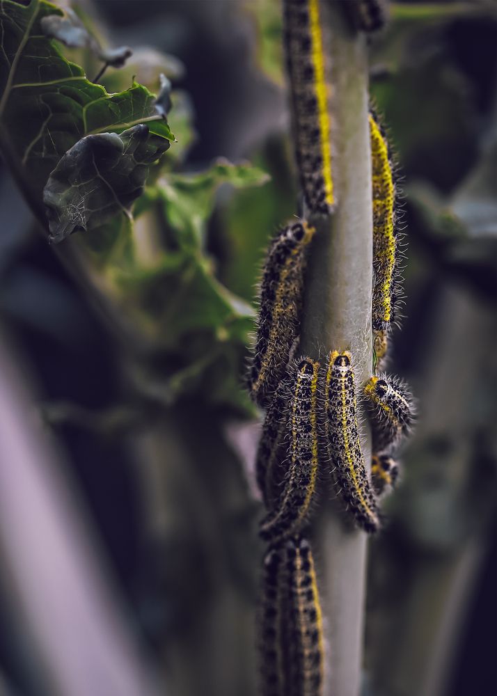 cabbage caterpillars