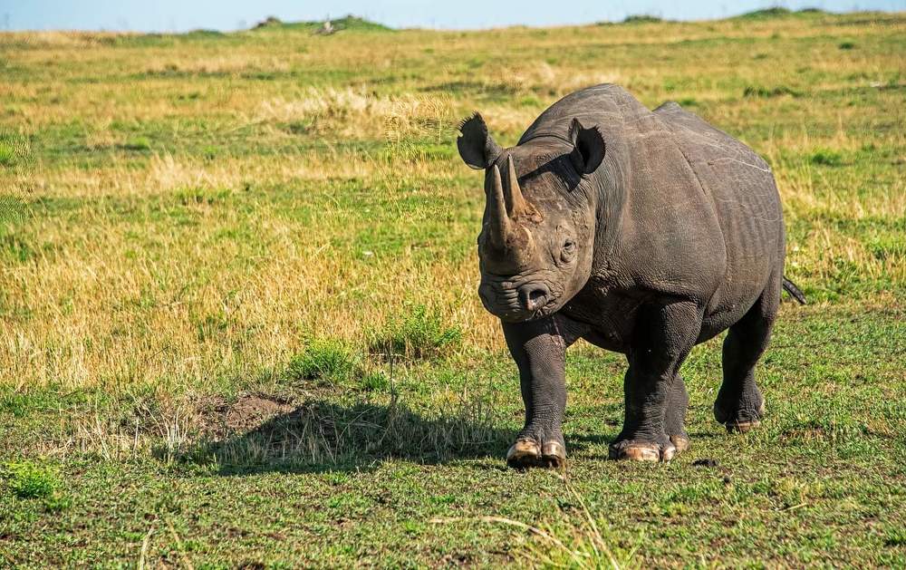 Фотография автора Subir Ghosh