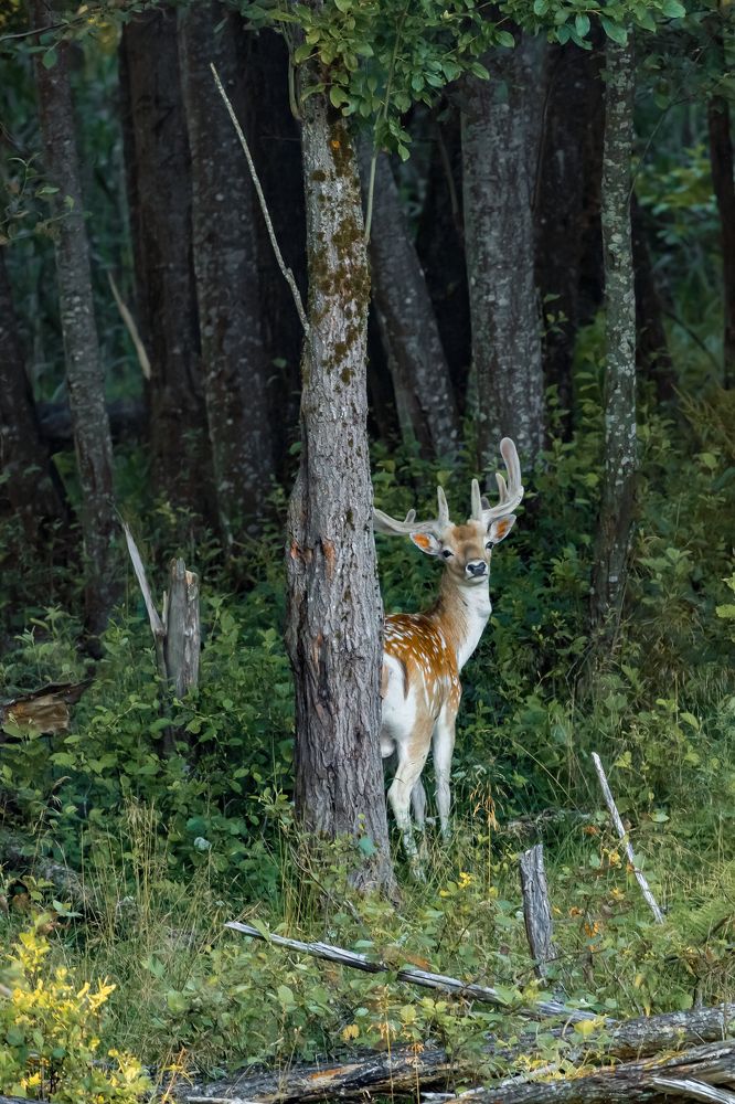 Photograph by Алексей Горин