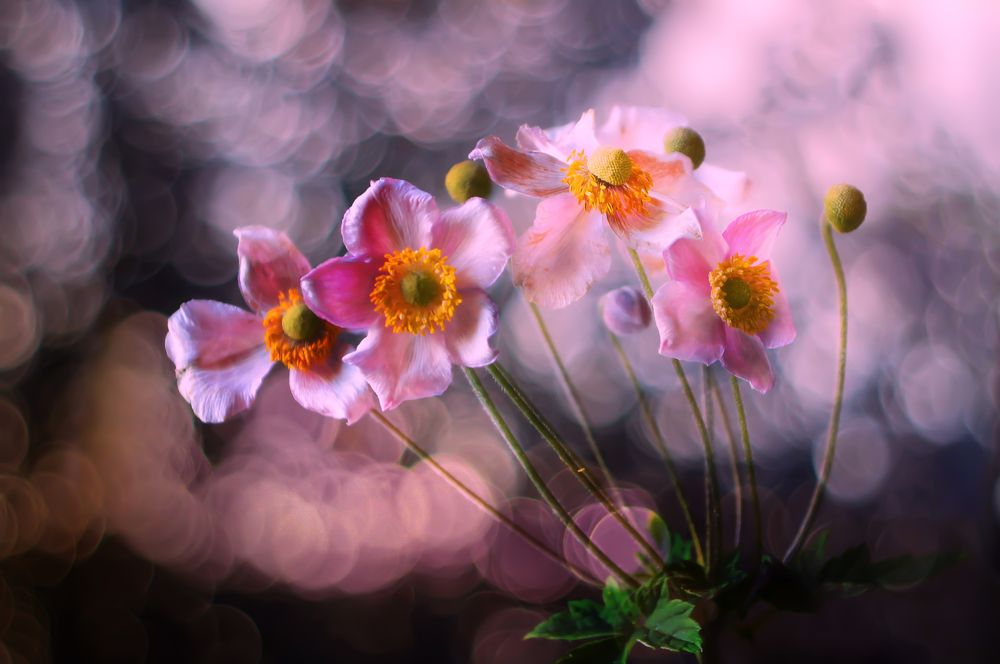 Анемоны во сне и наяву