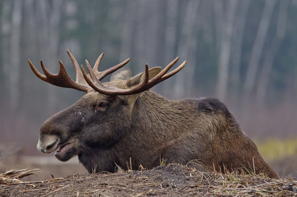 Фотография автора Олег Набровенков