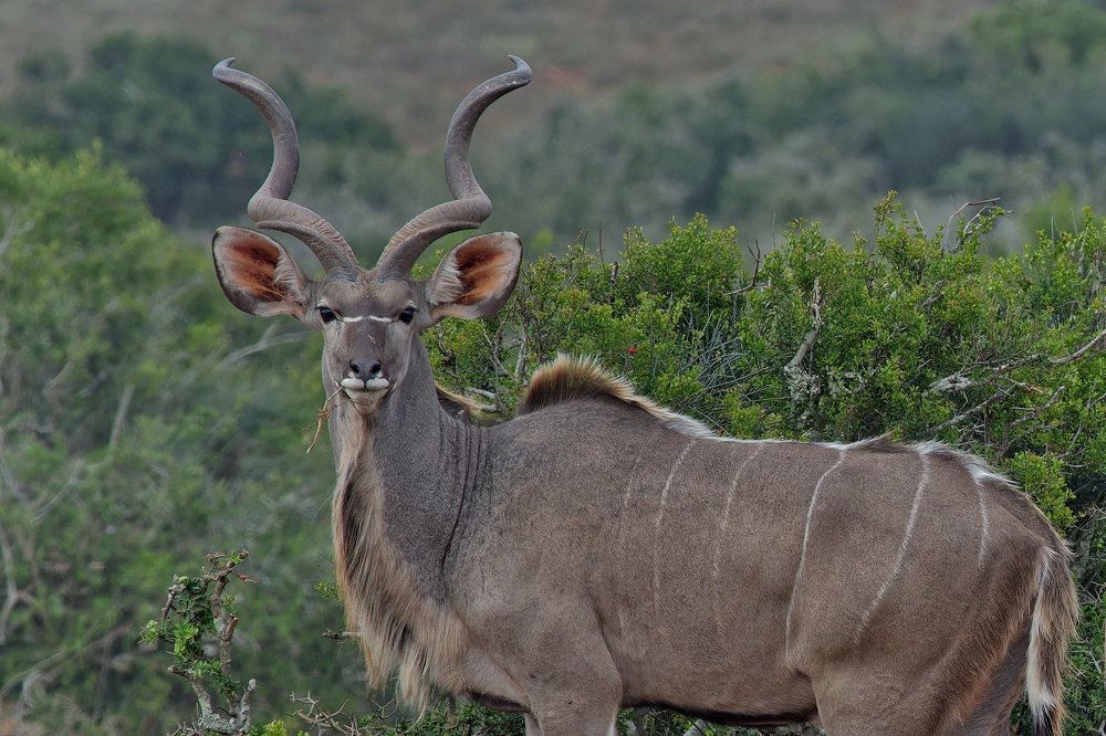 Фотография автора Олег Набровенков