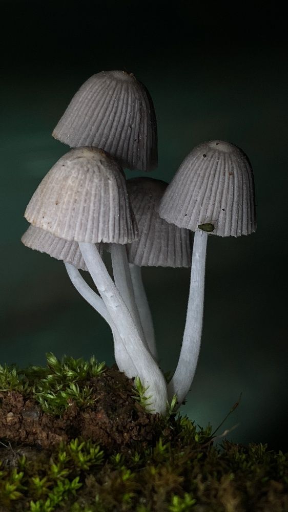Fairy Inkcap(Coprinellus disseminatus)