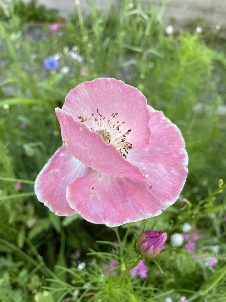 Фотография автора Olga Andriuc