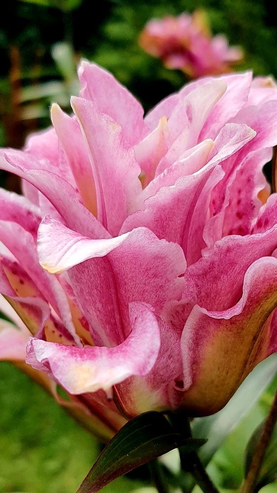 Photograph by Виктория Образцова