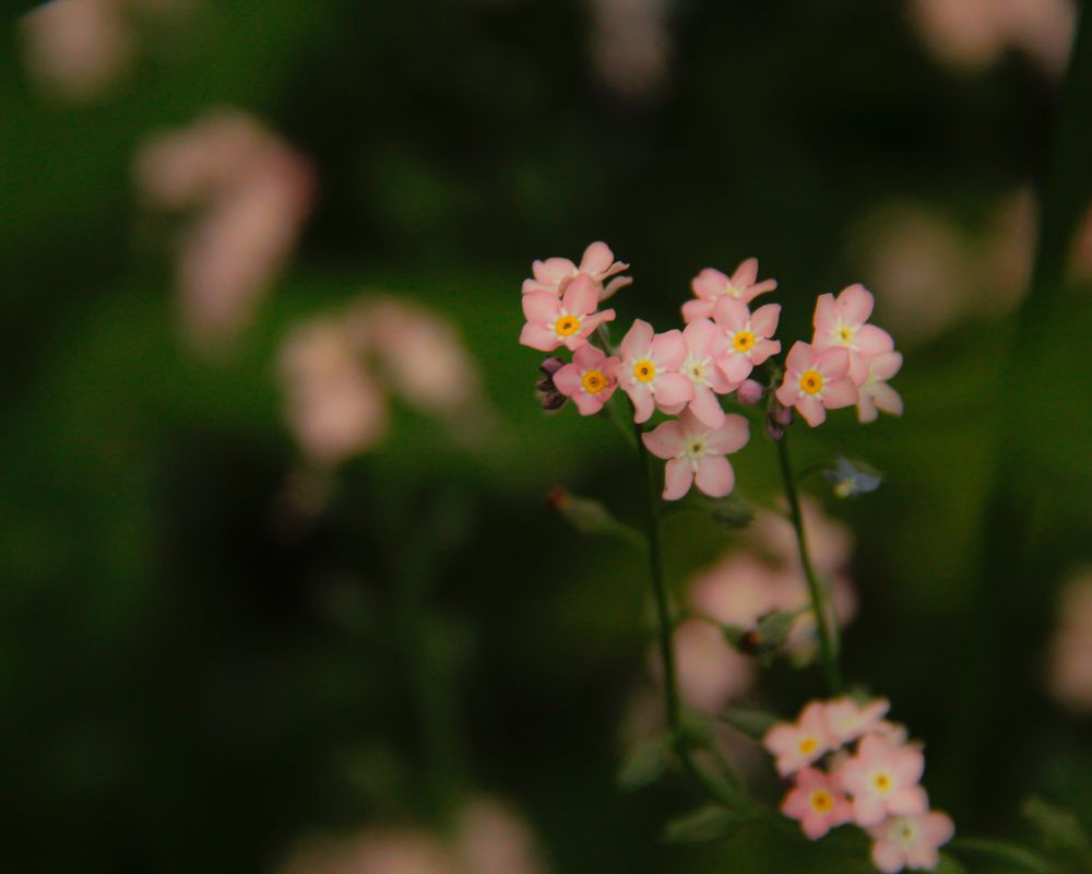 Photograph by Янина Валдина