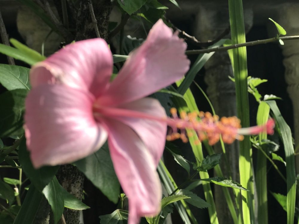 Photograph by Deasy Junita Dhani Hidayana