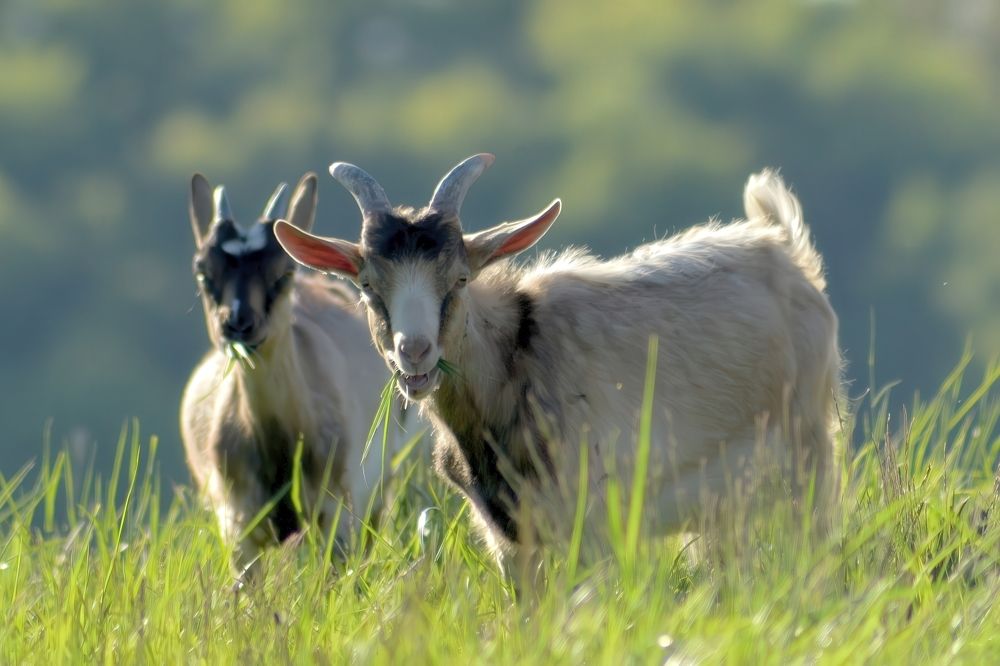 Photograph by Milan Cernak