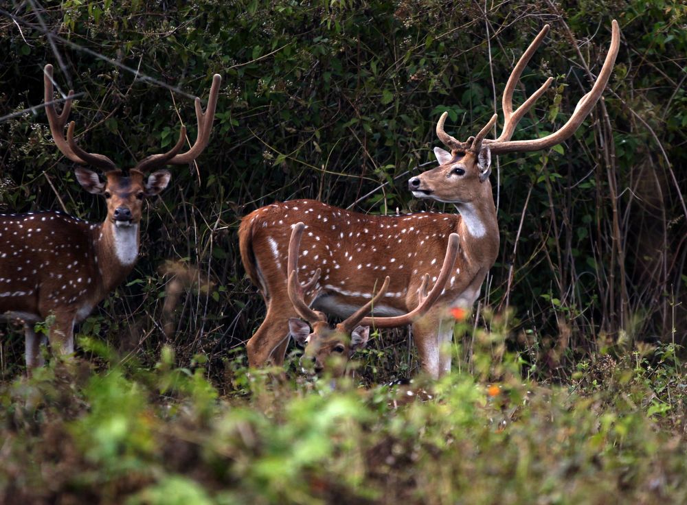 Фотография автора Mojtaba Chenari