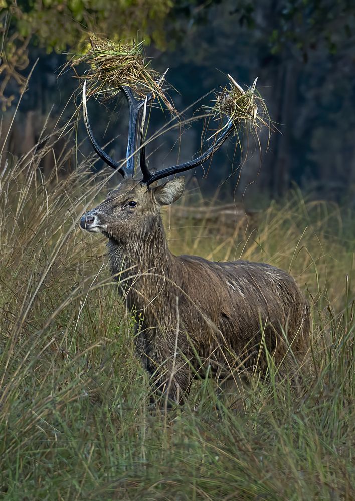 Фотография автора SUBHAMAY  KARMAKAR