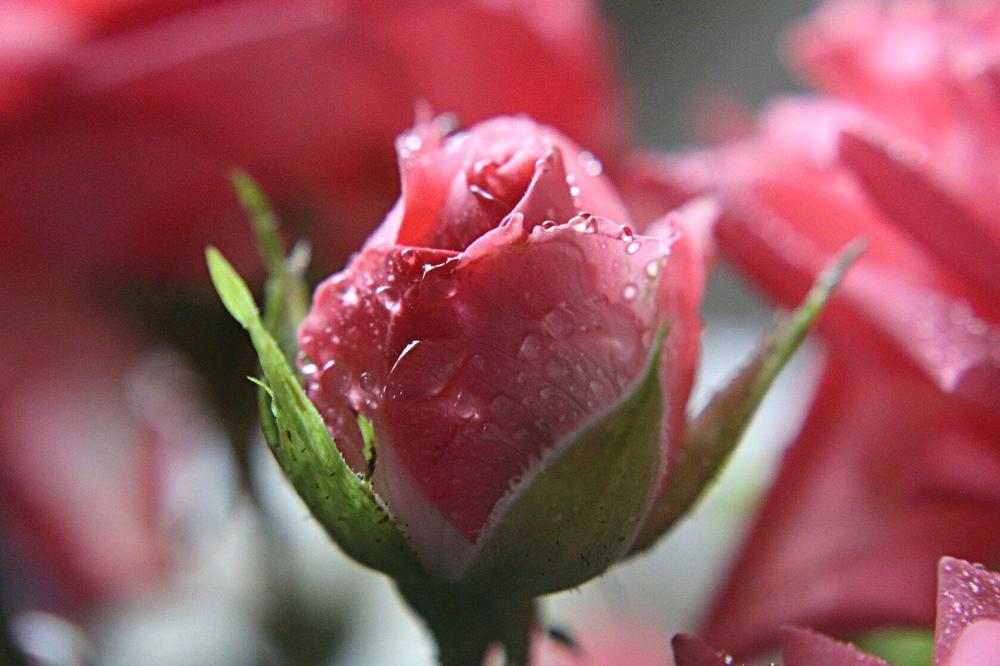 Photograph by Людмила Таерова