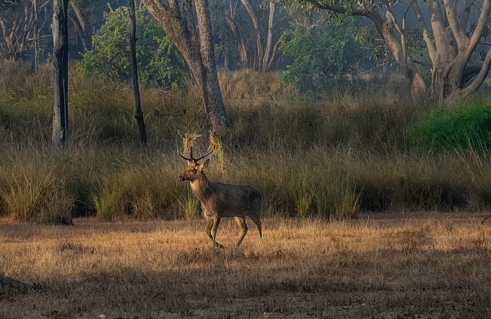 Фотография автора SUBHAMAY  KARMAKAR