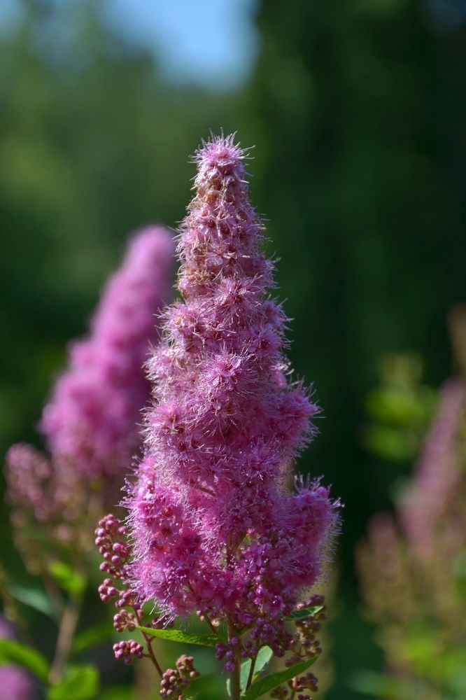 Фотография автора Анатолий Борисенко