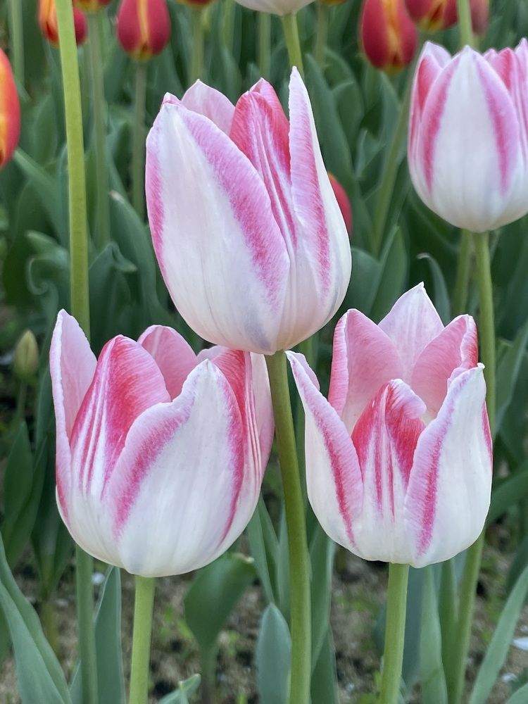 Photograph by Марина Мирошниченко