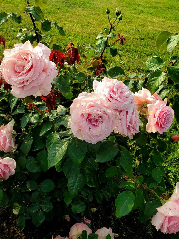 Photograph by Татьяна Пирс