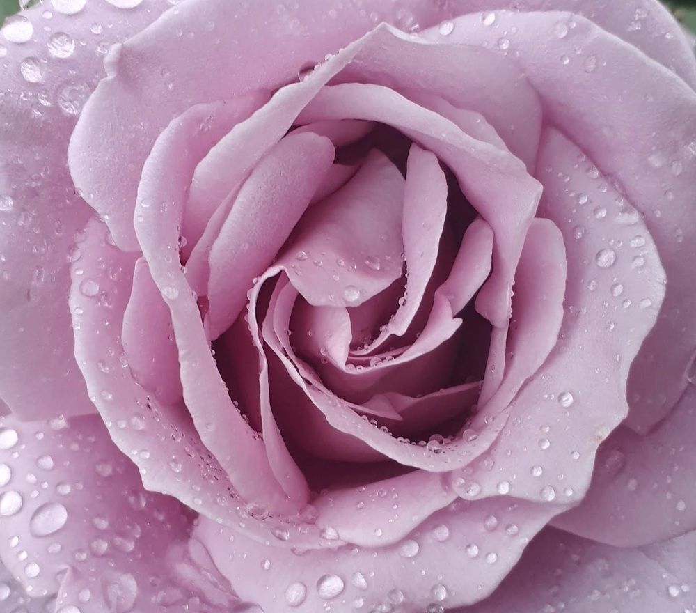 Photograph by Dilara C