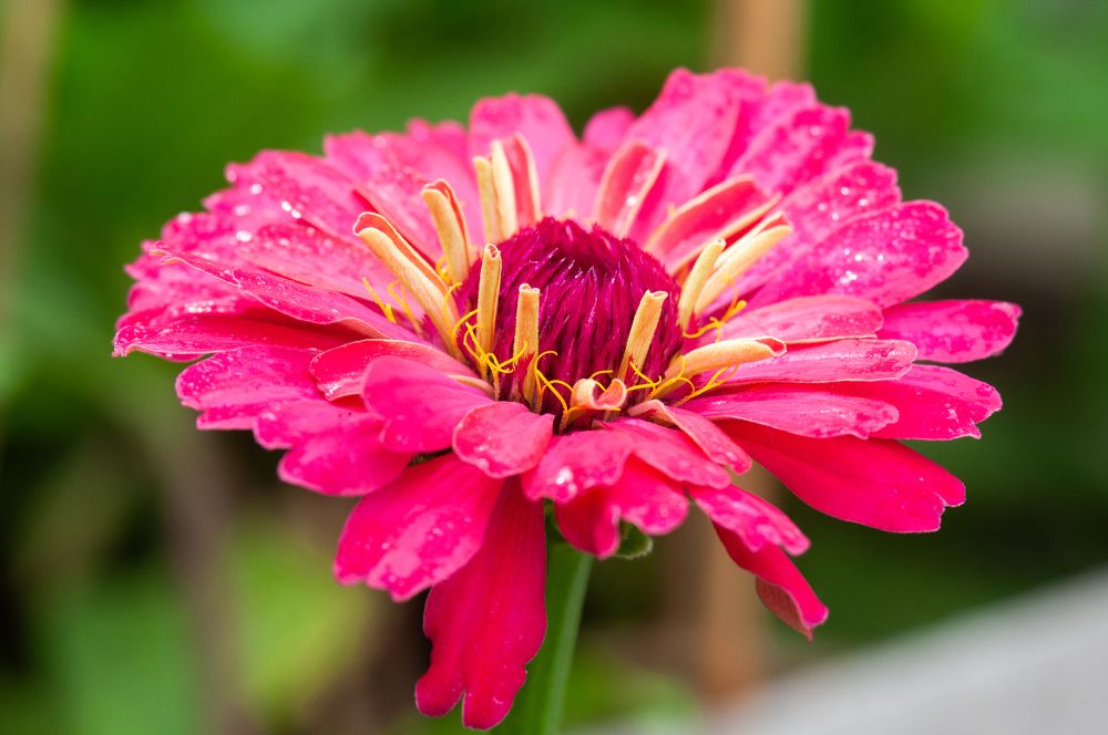 Фотография автора Олег Анатольевич Загорулько