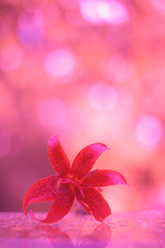 Photograph by Milla Luca