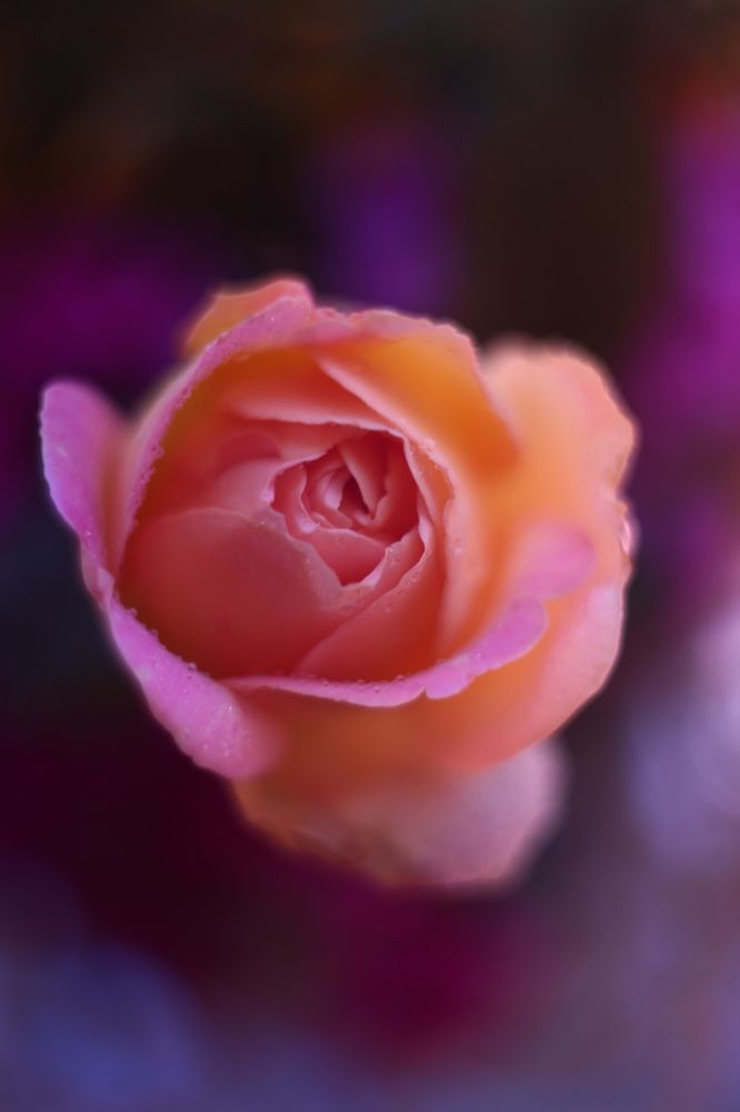 Photograph by Milla Luca