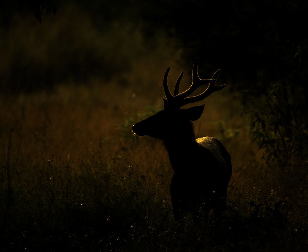 Фотография автора SUBHRADEEP JASHU