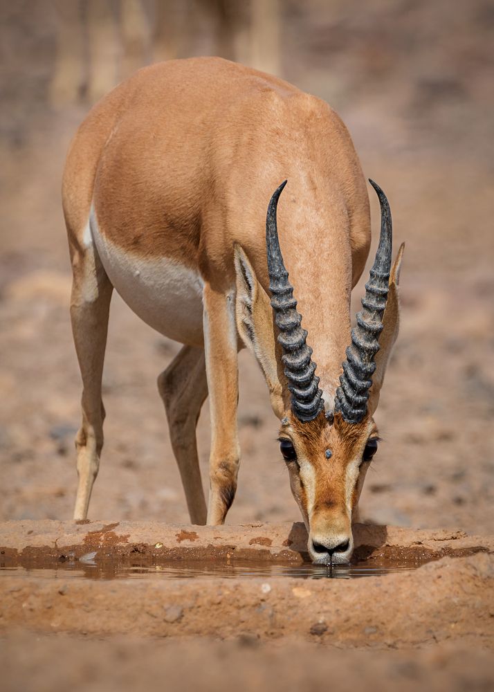 Photograph by Abbas Kalantar