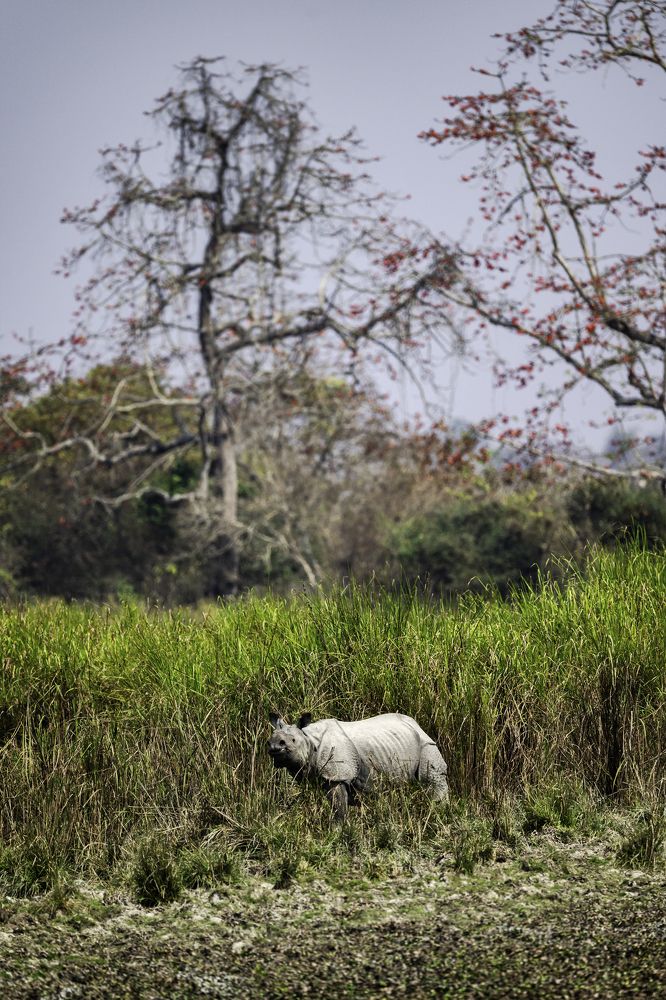 Photograph by SUBHRADEEP JASHU