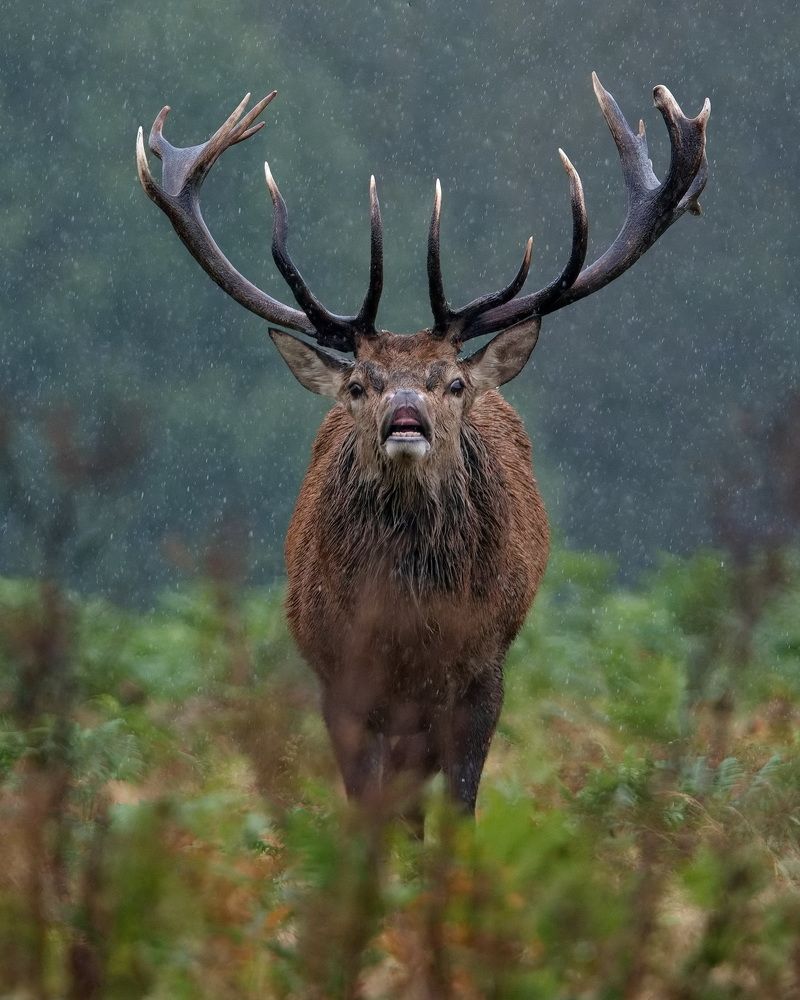 The Call of the Wild