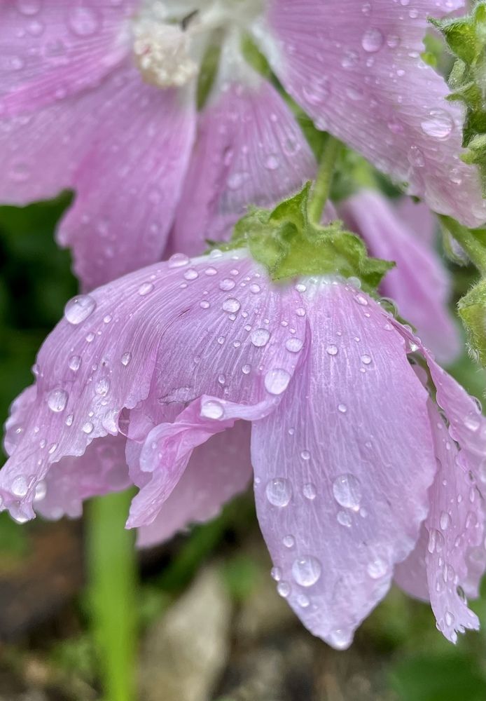 Photograph by Светлана Хохлова