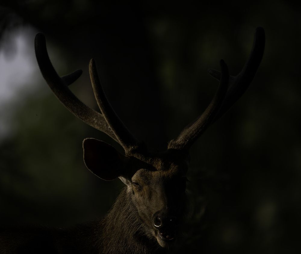 Photograph by SUBHRADEEP JASHU